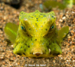 juvenile boxfish taken on a nice muck dive in Dauin. by Steve De Neef 